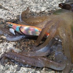 先週に引き続きエギング